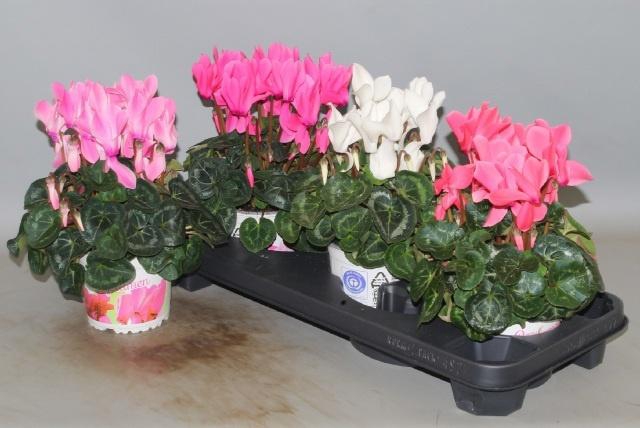 <h4>CYCL GR SUP XL</h4>