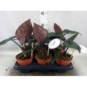 Alocasia   ...