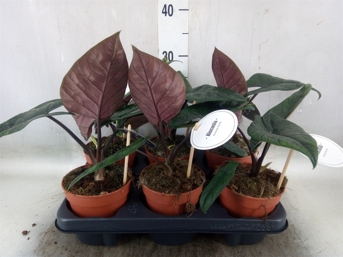 <h4>Alocasia   ...</h4>