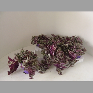 TRAD ZE PURPUSII