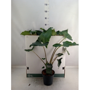 Alocasia zebrina 'Siberian Tiger'