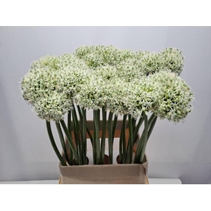 ALLIUM MOUNT EVEREST