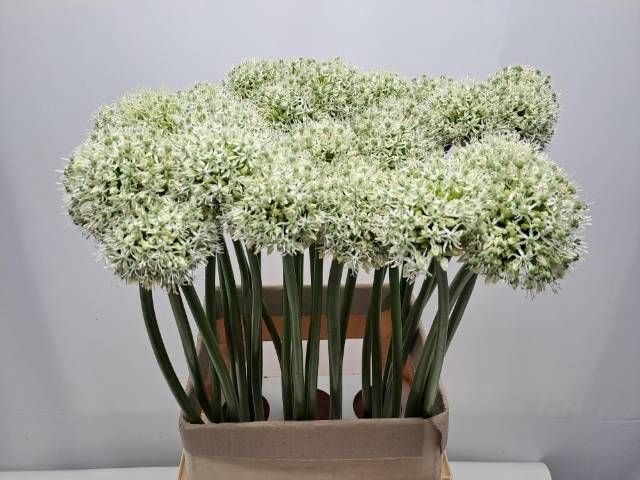 <h4>ALLIUM MOUNT EVEREST</h4>