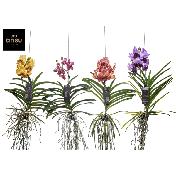 <h4>Vanda Special mix - Colour Mix</h4>