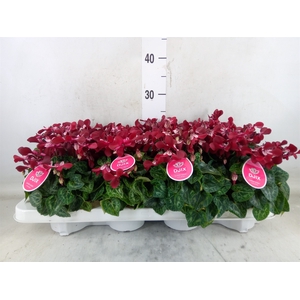 Cyclamen KL 'Djix'