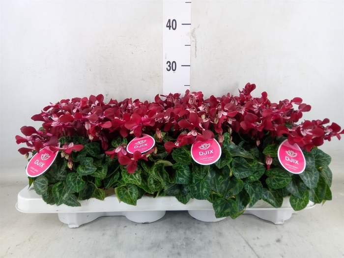 <h4>Cyclamen KL 'Djix'</h4>