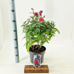 Buddleja Butterfly Candy Little Rub