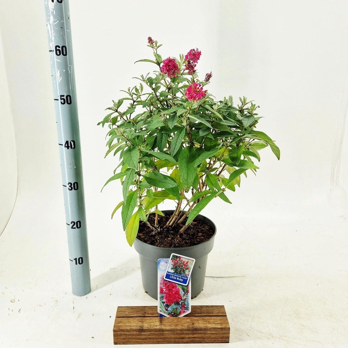 <h4>Buddleja Butterfly Candy Little Rub</h4>