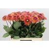 Dahlia Dalmuti Cavalier