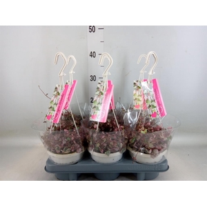 Ceropegia woodii 'Variegata'