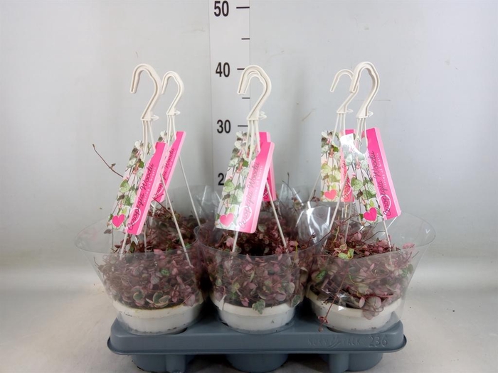 <h4>Ceropegia woodii 'Variegata'</h4>