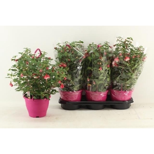 FUCHSIA OV
