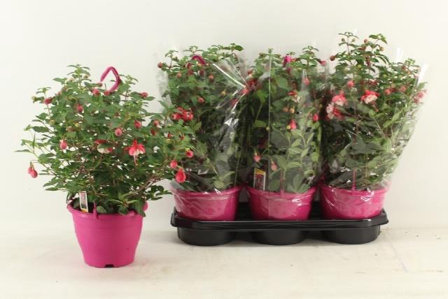 FUCHSIA OV