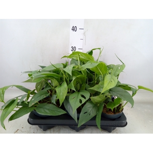 Epipremnum pinn. 'Cebu Blue'