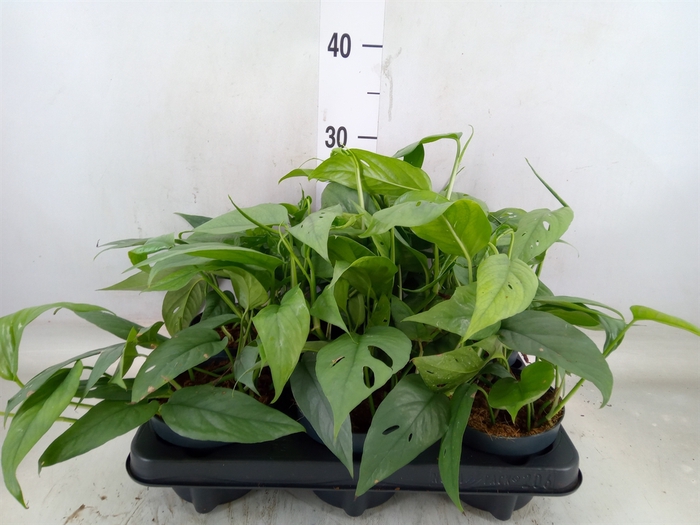 <h4>Epipremnum pinn. 'Cebu Blue'</h4>