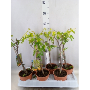 Ficus carica