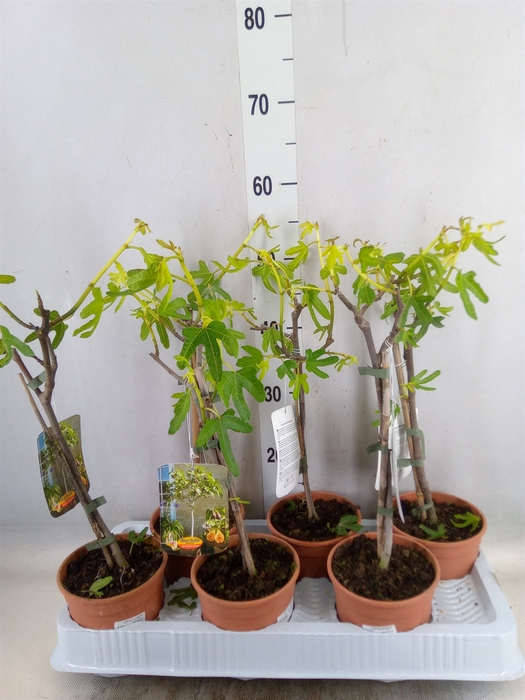 <h4>Ficus carica</h4>