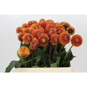 Dahlia Cornel Bronze