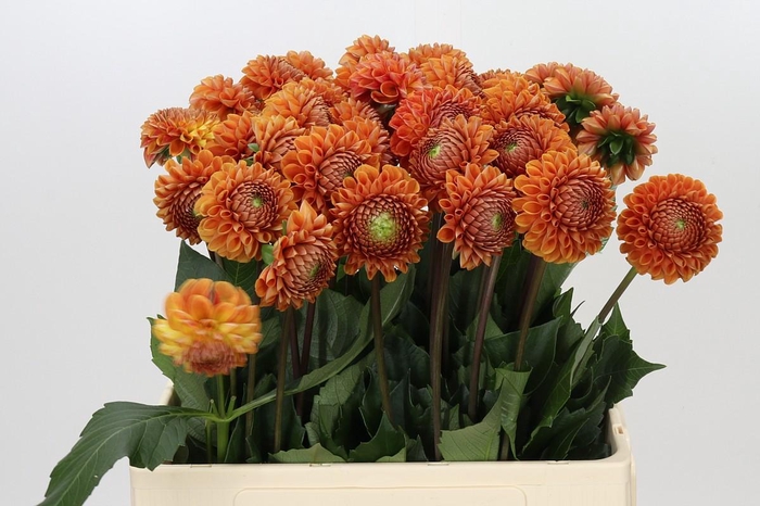 <h4>Dahlia Cornel Bronze</h4>