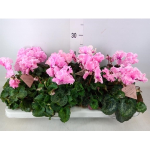 Cyclamen MD 'Merengue'