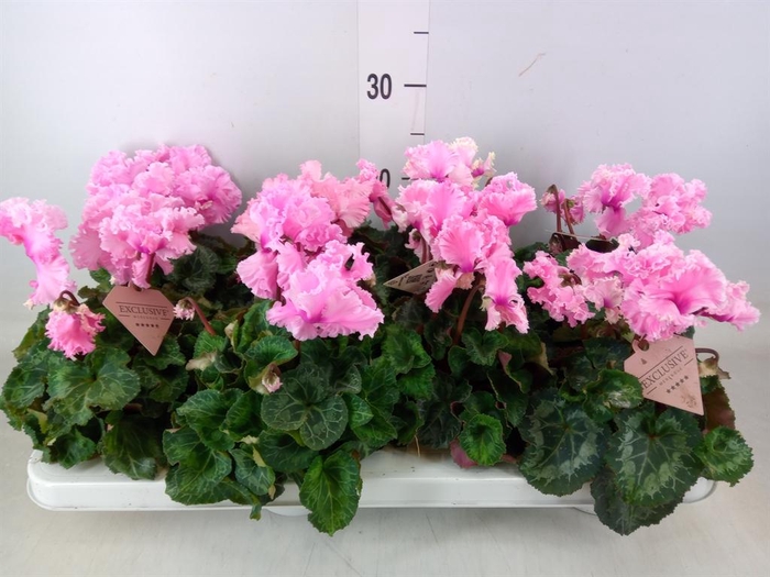 <h4>Cyclamen MD 'Merengue'</h4>