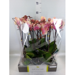 Phalaenopsis   ...rose