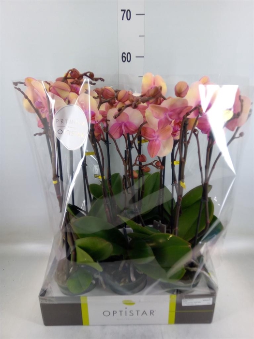 <h4>Phalaenopsis   ...rose</h4>