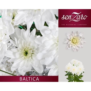 CHR T BALTICA