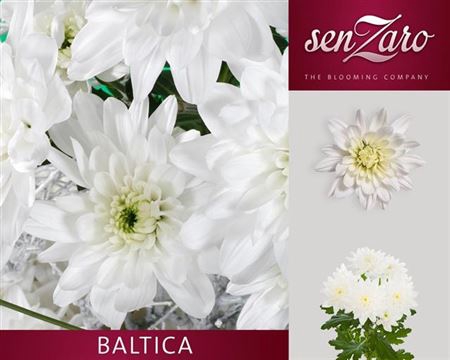 CHR T BALTICA