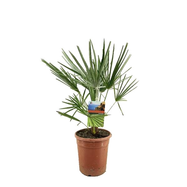 <h4>Chamaerops humilis</h4>