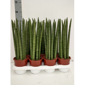 Sansevieria cyl.  ...