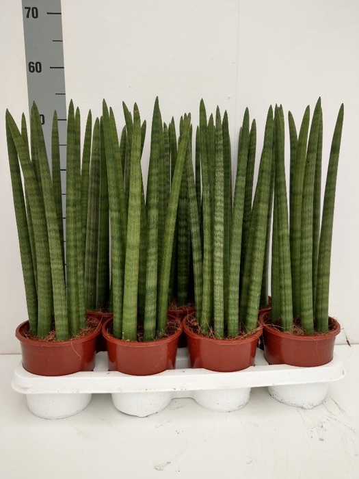 Sansevieria cyl.  ...