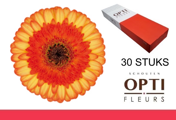 <h4>GE MI COLORI-Doosx30</h4>