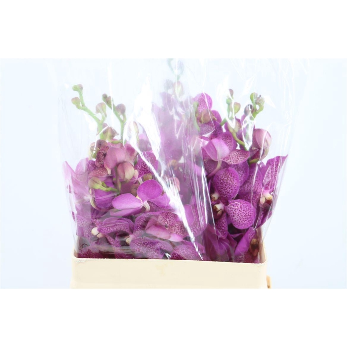 <h4>Mokara Anny Cool</h4>