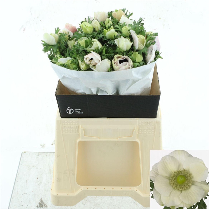 <h4>ANEM CO MIS + WHITE</h4>