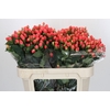 Hypericum Magical Royal Princess