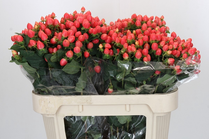 Hypericum Magical Royal Princess