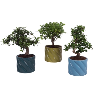 Bonsai Indoor Mix Ø12cm Mix B/S Shape in Ø 14cm Ceramic FB674