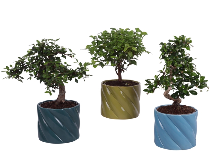 <h4>Bonsai Indoor Mix Ø12cm Mix B/S Shape in Ø 14cm Ceramic FB674</h4>