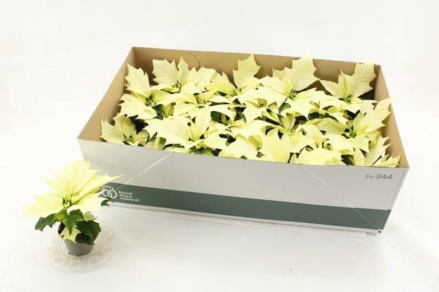 <h4>POINSETTIA MINI ALASKA P6</h4>