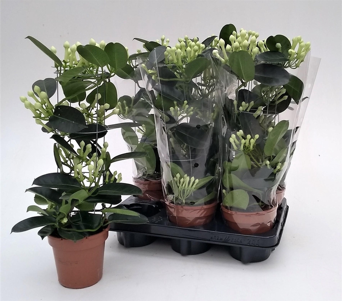 Steph Fl Ov Metal Tower