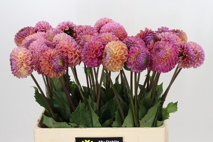 <h4>Dahlia Caitlin's Joy</h4>