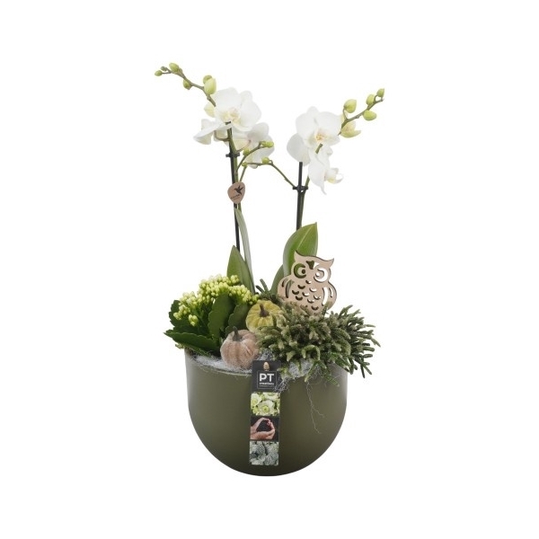 <h4>PTHI5551 Arrangement Herfst Indoor in keramiek schaal</h4>