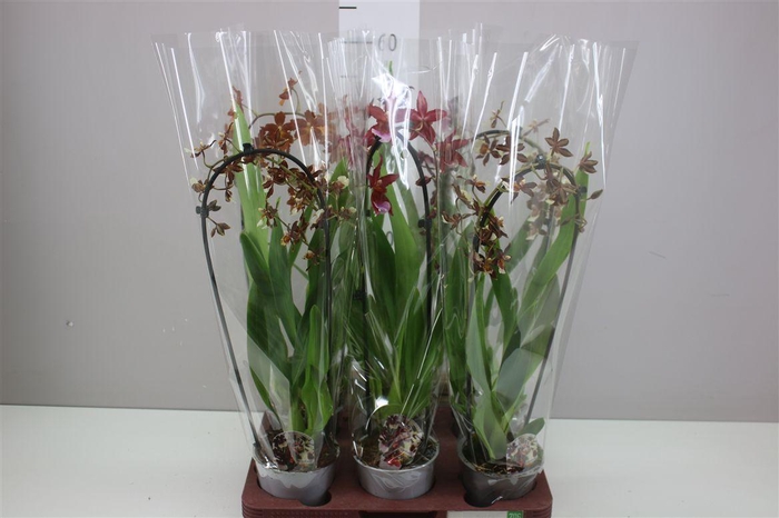 <h4>Cambria Cascade Mix 1 Tak</h4>