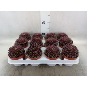 Sempervivum   ...