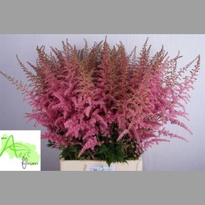 Astil Ar Cattleya