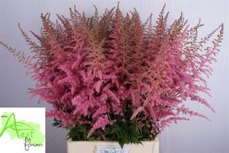 <h4>Astilbe Ar Cattleya</h4>