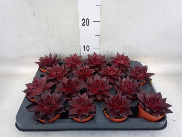 <h4>Echeveria  'Taurus'</h4>