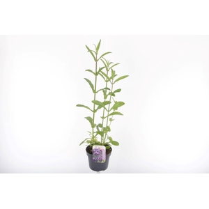 Verbena bonariensis