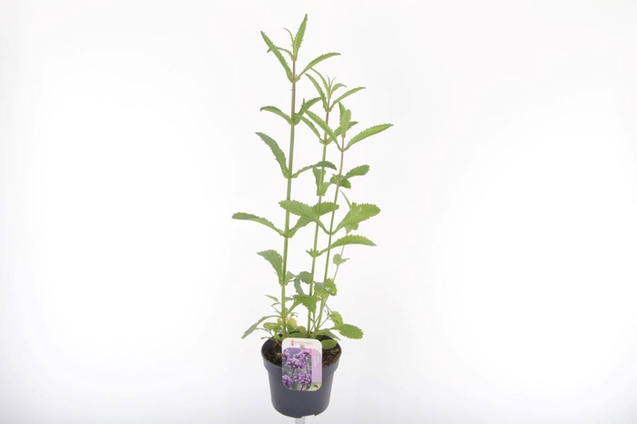 <h4>Verbena bonariensis</h4>